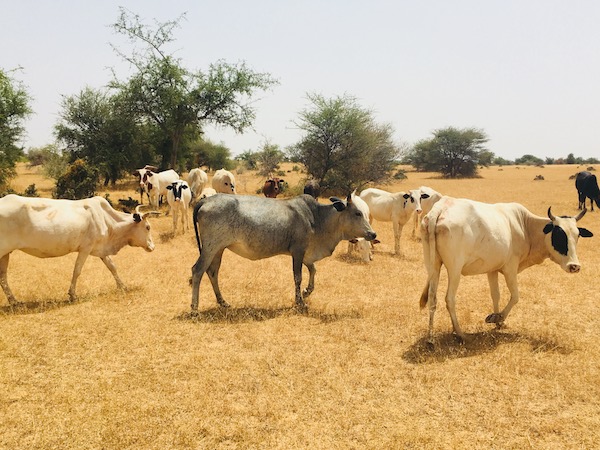 vaches